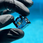 Obsidian Bloom - Yamb Pre-Order